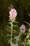 Tall lespedeza